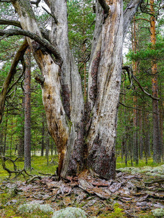 Dead thick pine trunk damaged by wood pests with dry fallen bark, bark beetle damaged tree trunk, scenic wild evergreen forest view, Latvian natureの写真素材
