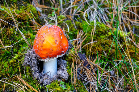 Red toadstool just emerging from the moss ground, Amanita muscaria, a bright red fly agaric,...