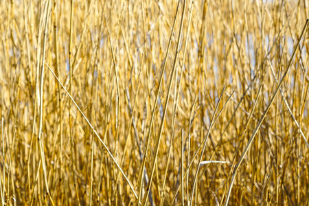 Dense dry golden yellow reeds background, close-up view of wild vegetation, natural texture and organic background, reeds stems, reeds stalksの写真素材