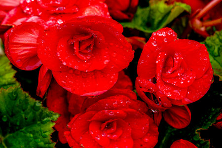 Vivid Red Begonias After Rainfall, Drenched in Dewdrops and Surrounded by Lush Green Leaves in a Close-Up Nature Macroの写真素材