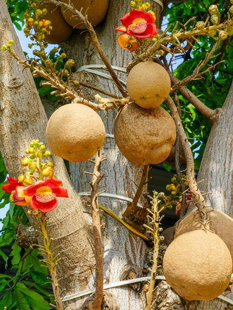 Couroupita guianensis, known as the Cannonball tree, with large round fruits and vivid tropical flowers on trunkの写真素材