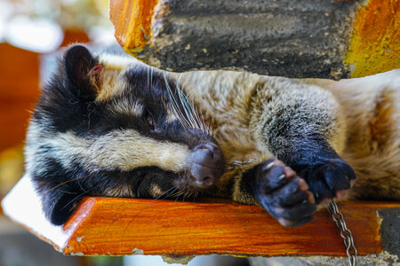 A chained Asian palm civet lies on a wooden platform. These animals are often used in civet coffee production, raising ethical concernsの写真素材