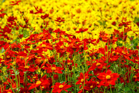 A vivid close-up of red and yellow wildflowers in full bloom, creating a colorful and cheerful...