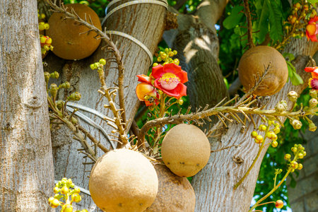 Close-up of a vivid red Cannonball tree flower surrounded by spherical fruits and budding branches...