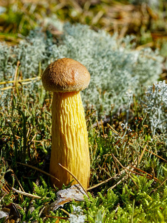 Close-up of Aureoboletus projectellus, an edible bolete fungus from North America, now invasive in...