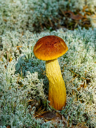 Close-up of Aureoboletus projectellus, an edible bolete fungus with a golden-yellow stem and brown cap, growing in mossy Latvia forest vegetationの写真素材