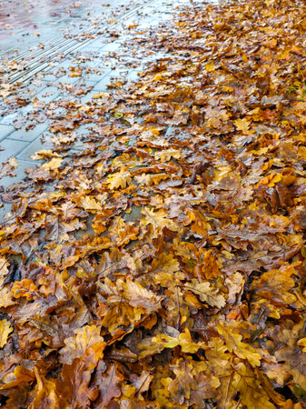Close-up of wet oak leaves scattered on pavement after rainfall in Latvia, capturing the essence of autumn colors, texture, and seasonal atmosphereの写真素材