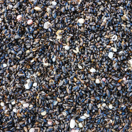 Baltic Sea beach covered with mussel shells and seashell fragments, showcasing marine coastal texture and natural seaside ecosystem backgroundの写真素材