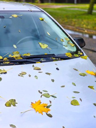 Fallen autumn leaves scattered on a car windshield and hood after rain, symbolizing seasonal change, weather, and nature in the cityの写真素材
