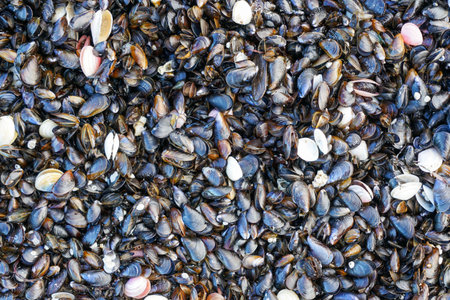 Baltic Sea mussels and seashells washed ashore, creating a natural textured pattern on the beach. Marine nature and coastal ecosystem backgroundの写真素材