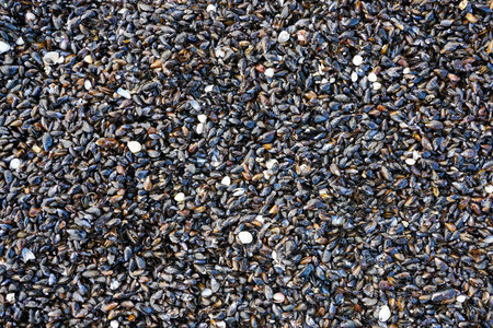 Close-up texture of mussels and seashells on the Baltic Sea coast. Natural marine background showing coastal ecosystem and seaside organic patternの写真素材