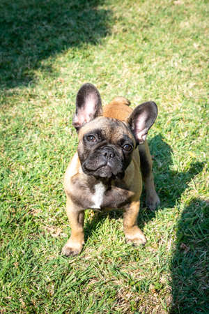 Puppy of french bulldog playの写真素材