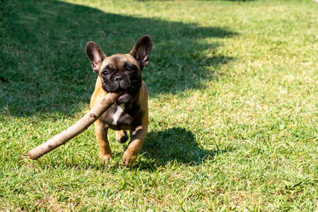 Puppy of french bulldog playの写真素材