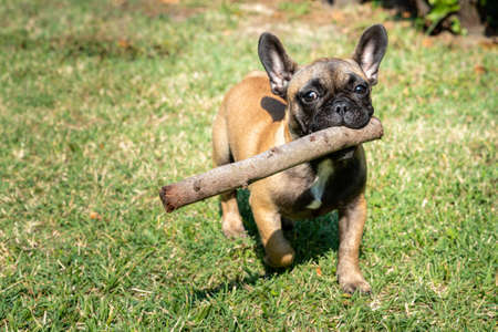Puppy of french bulldog playの写真素材