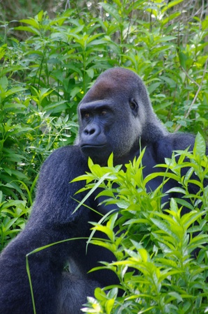 A gorilla stares off to his right while sitting in jungleの写真素材