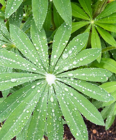 Lupine leaves wet with rain dropsの写真素材