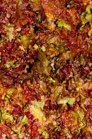Fresh red leaf lettuce on display at the farmerの写真素材