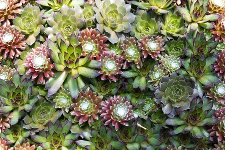 Group of sedum semperviviums arranged for displayの写真素材