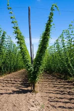 Field of hop plants growing on trellisの写真素材