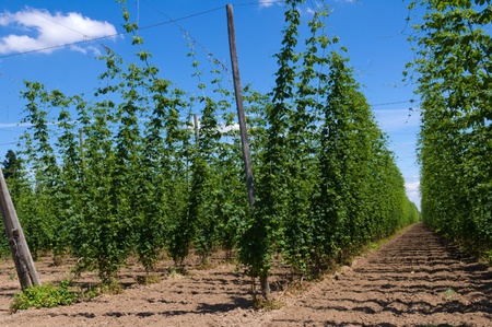 Field of hop plants growing on trellisの写真素材