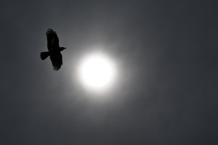 Raven circling the sun in silhoutteの写真素材