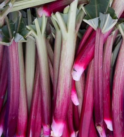 Fresh cut trimmed rhubarb leaves on display at the farmerの写真素材