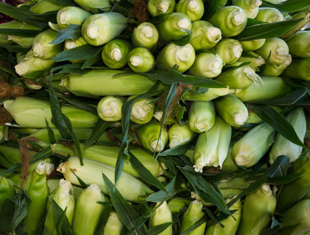 Freshly harvested sweet corn on display at the farmer