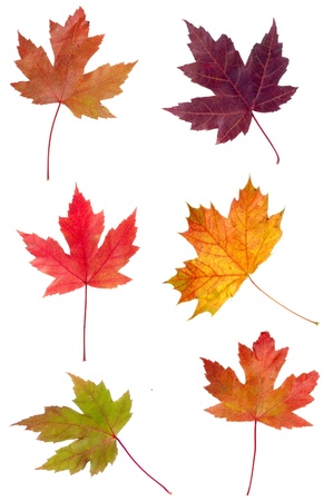 Colorful assortment of fall Maple leaves isolated on whiteの写真素材