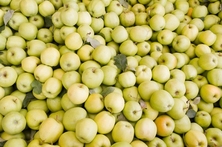 Freshly harvested colorful golden delicious apples on display at the farmers marketの写真素材