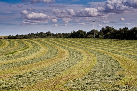 Freshly mown hay field under a dramatic skyの写真素材
