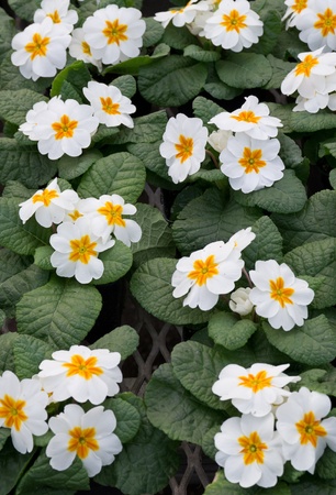 A group of white primroses in full bloom on a garden benchの写真素材