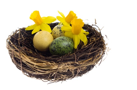 Daffodils and dyed easter eggs in a birds nestの写真素材