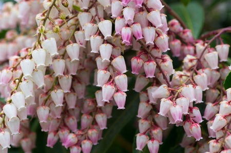 Pink Pieris flowers cascade downwardの写真素材