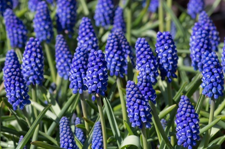 Spring blooming purple Grape Hyacinthsの写真素材