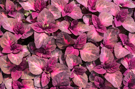A display of coleus plants with red leaves