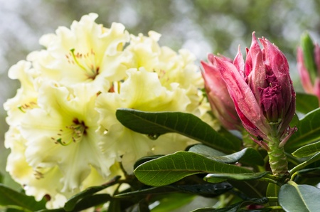 A rhododendron flower and bud focus on the unopened budの写真素材