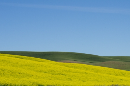 Field of yellow canola or rapeseed blooming yellowの写真素材