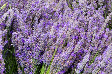 Bunches of lavendar flower stems on display at the farmers marketの写真素材