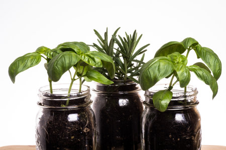 Three herb plants in mason jars on kitchen windowsill