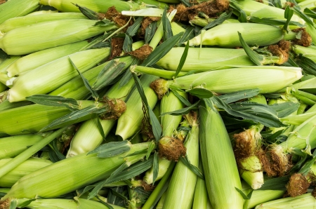 Fresh sweet corn on display at the farmers marketの写真素材