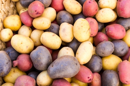 Fresh colorful potatoes red white blue on display at the marketの写真素材