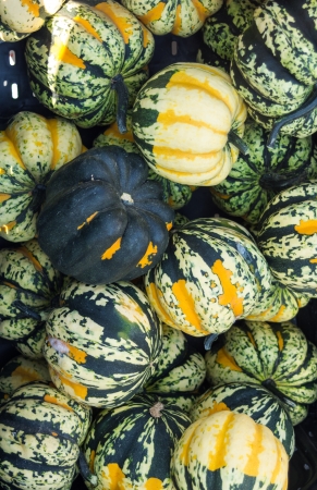 Carnival winter squash on display at the marketの写真素材