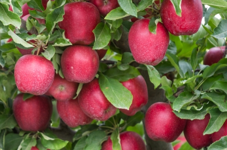 Red Delicious apples on tree in the orchard ready to harvestの写真素材
