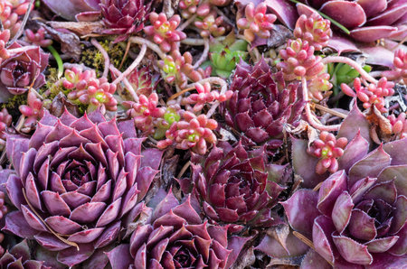 Sedum plants used for a green roof projectの写真素材