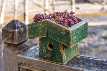 Bird house with living roof of sedum plantsの写真素材