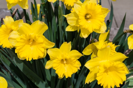Yellow Daffodil flowers in full bloom in the gardenの写真素材