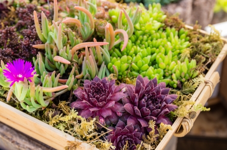 Sedum and sempervivium plants suitable for green roof applicationsの写真素材
