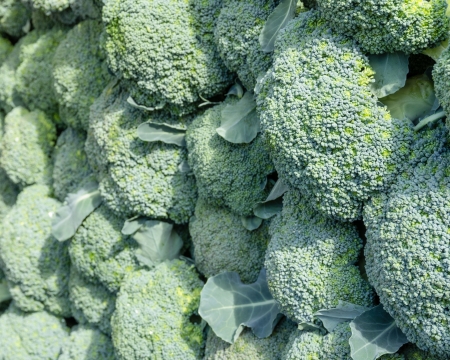 Freshly harvested broccoli on display at the farmers marketの写真素材
