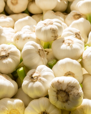 Freshly harvested garlic cloves on display at the farmers marketの写真素材