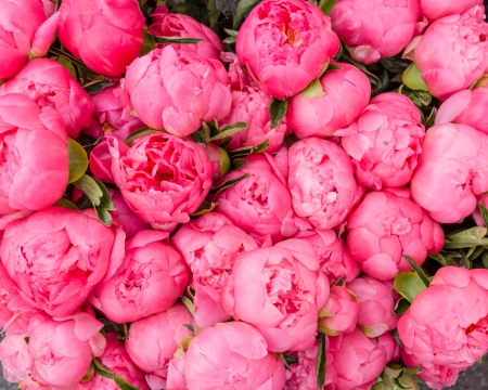 Freshly picked bouquet of peony flowers on display at the farmers marketの写真素材